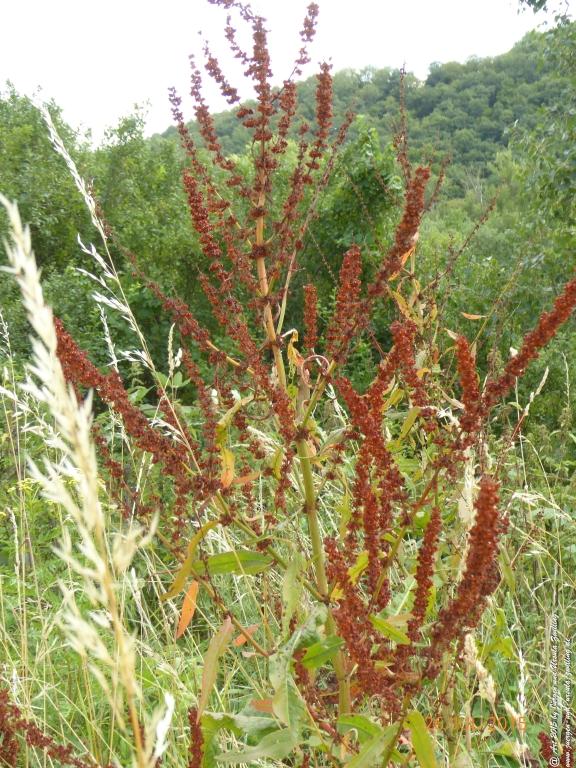 Philosophische Bildwanderung Michel\'s Vitaltour - Stromberg - Schindeldorf - Soonwald - Hunsrück - Naheland
