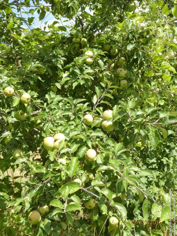Philosophische Bildwanderung Michel\'s Vitaltour - Stromberg - Schindeldorf - Soonwald - Hunsrück - Naheland
