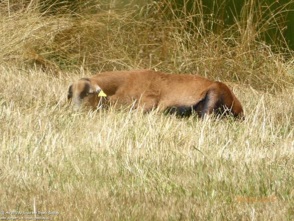 Philosophische Bildwanderung Michel\'s Vitaltour - Stromberg - Schindeldorf - Soonwald - Hunsrück - Naheland