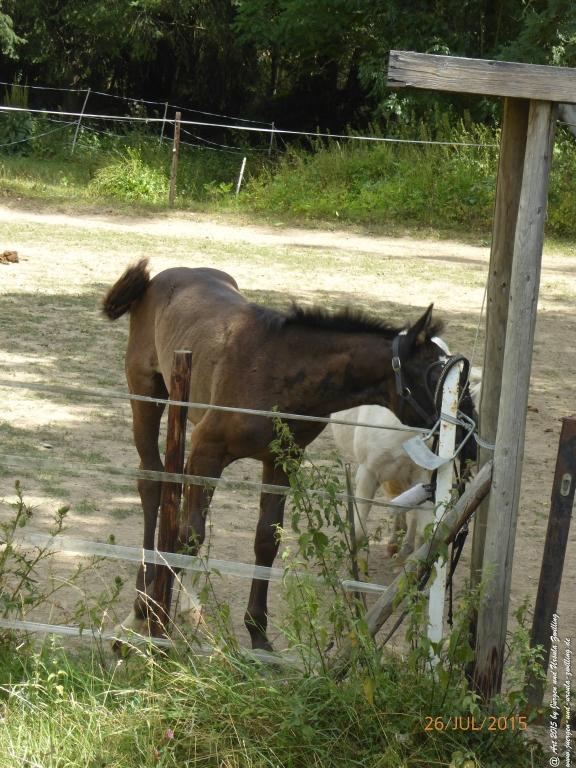 Philosophische Bildwanderung Michel\'s Vitaltour - Stromberg - Schindeldorf - Soonwald - Hunsrück - Naheland