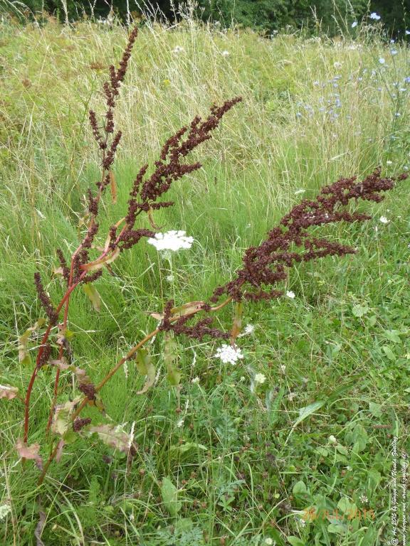 Philosophische Bildwanderung Michel\'s Vitaltour - Stromberg - Schindeldorf - Soonwald - Hunsrück - Naheland