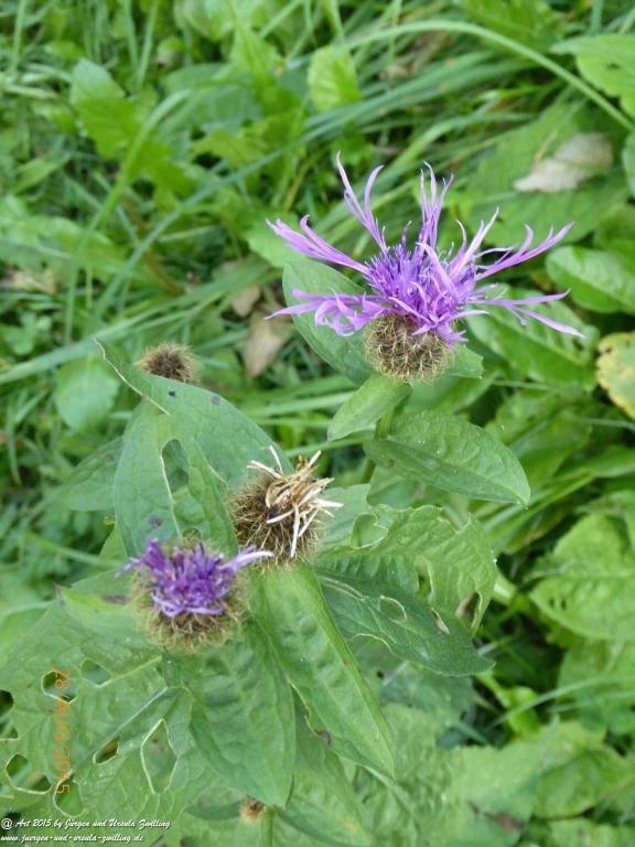 Philosophische Bildwanderung Starkenburger Hütte - Neustift in Tirol - Stubaital - Österreich