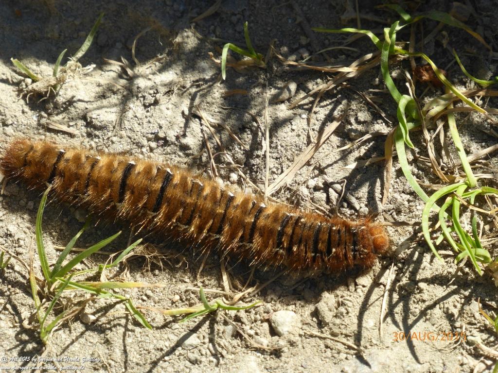 Philosophische Bildwanderung Neue Regensburger Hütte - Neustift in Tirol - Stubaital - Österreich