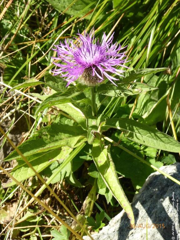 Philosophische Bildwanderung Neue Regensburger Hütte - Neustift in Tirol - Stubaital - Österreich