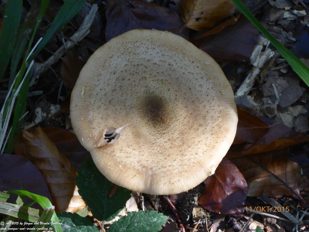 Philosophische Bildwanderung Vitaltour-Wald-Wein-Horizonte - Nahe - Hunsrück - Soonwald