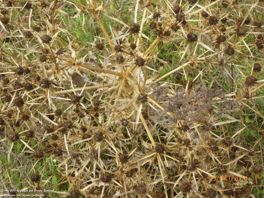 25.10.2015 Herbst-Impressionen in den Feldern von Mainz Finthen - Rheinhessen