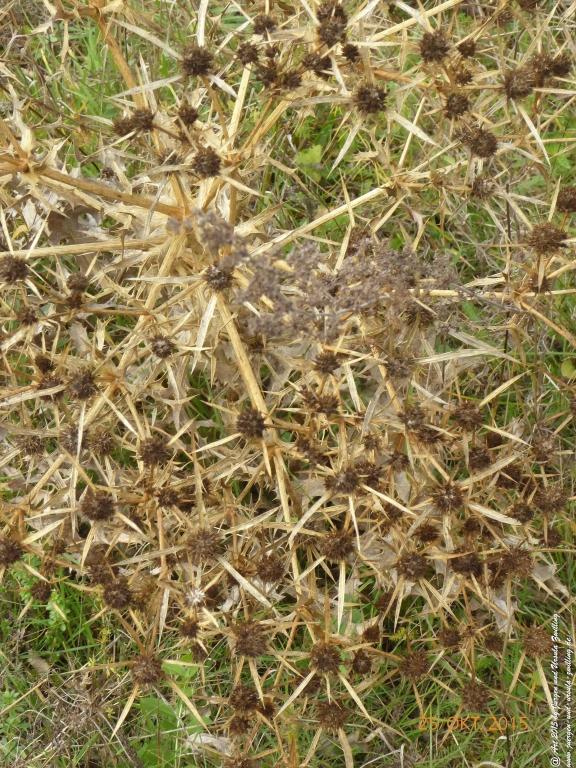 25.10.2015 Herbst-Impressionen in den Feldern von Mainz Finthen - Rheinhessen