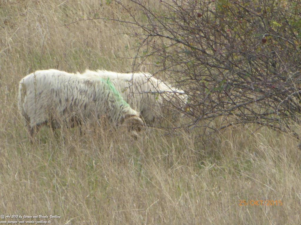 25.10.2015 Herbst-Impressionen in den Feldern von Mainz Finthen - Rheinhessen