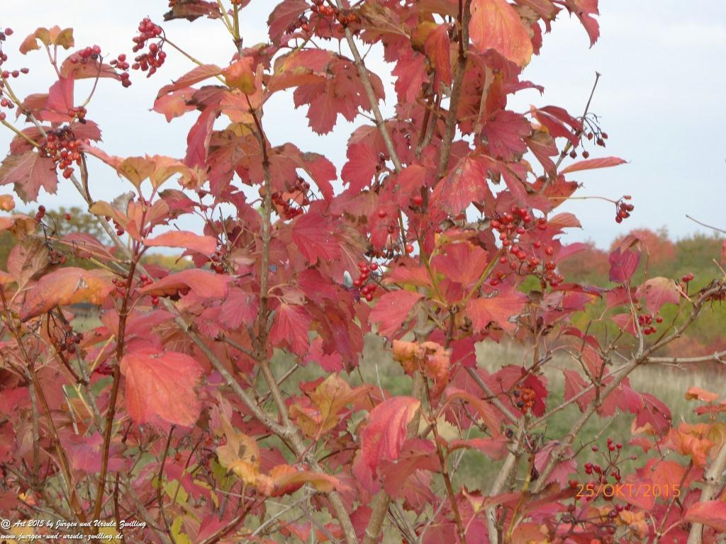 25.10.2015 Herbst-Impressionen in den Feldern von Mainz Finthen - Rheinhessen