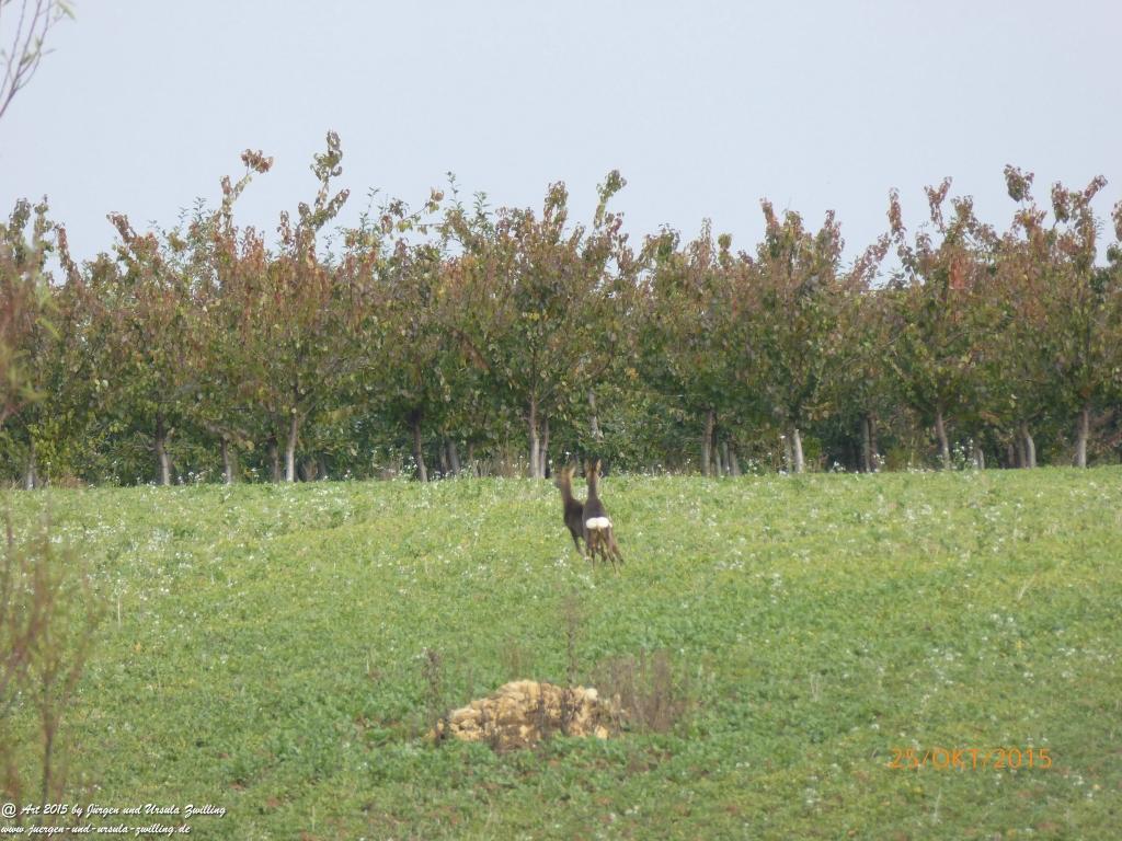 25.10.2015 Herbst-Impressionen in den Feldern von Mainz Finthen - Rheinhessen