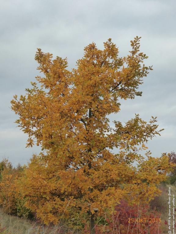 25.10.2015 Herbst-Impressionen in den Feldern von Mainz Finthen - Rheinhessen