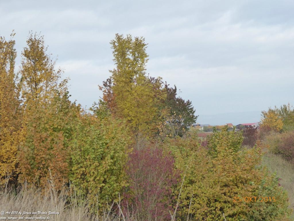 25.10.2015 Herbst-Impressionen in den Feldern von Mainz Finthen - Rheinhessen