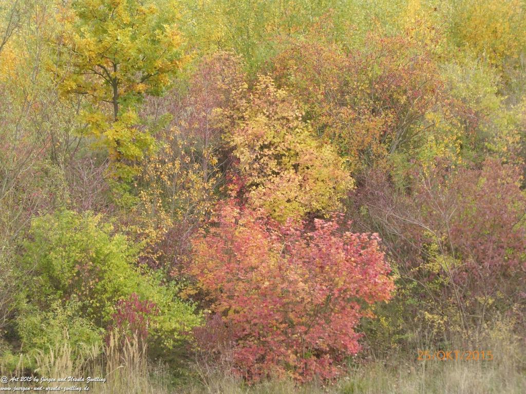 25.10.2015 Herbst-Impressionen in den Feldern von Mainz Finthen - Rheinhessen