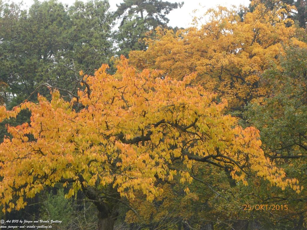 25.10.2015 Herbst-Impressionen in den Feldern von Mainz Finthen - Rheinhessen