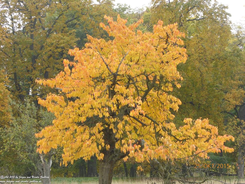 25.10.2015 Herbst-Impressionen in den Feldern von Mainz Finthen - Rheinhessen