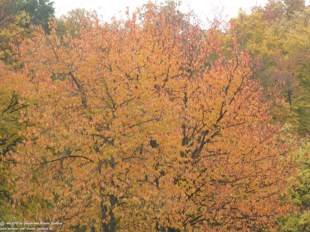 25.10.2015 Herbst-Impressionen in den Feldern von Mainz Finthen - Rheinhessen