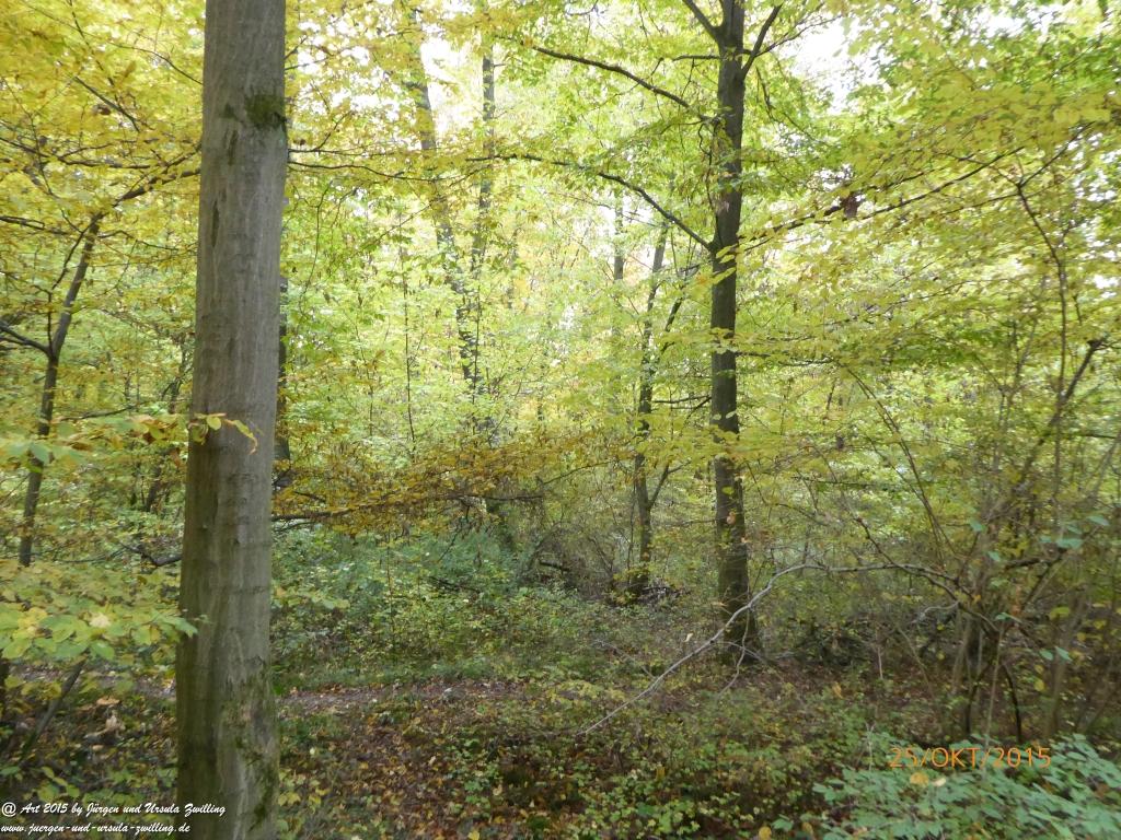 Herbst - Impressionen im Ober Olmer Wald - Rheinhessen
