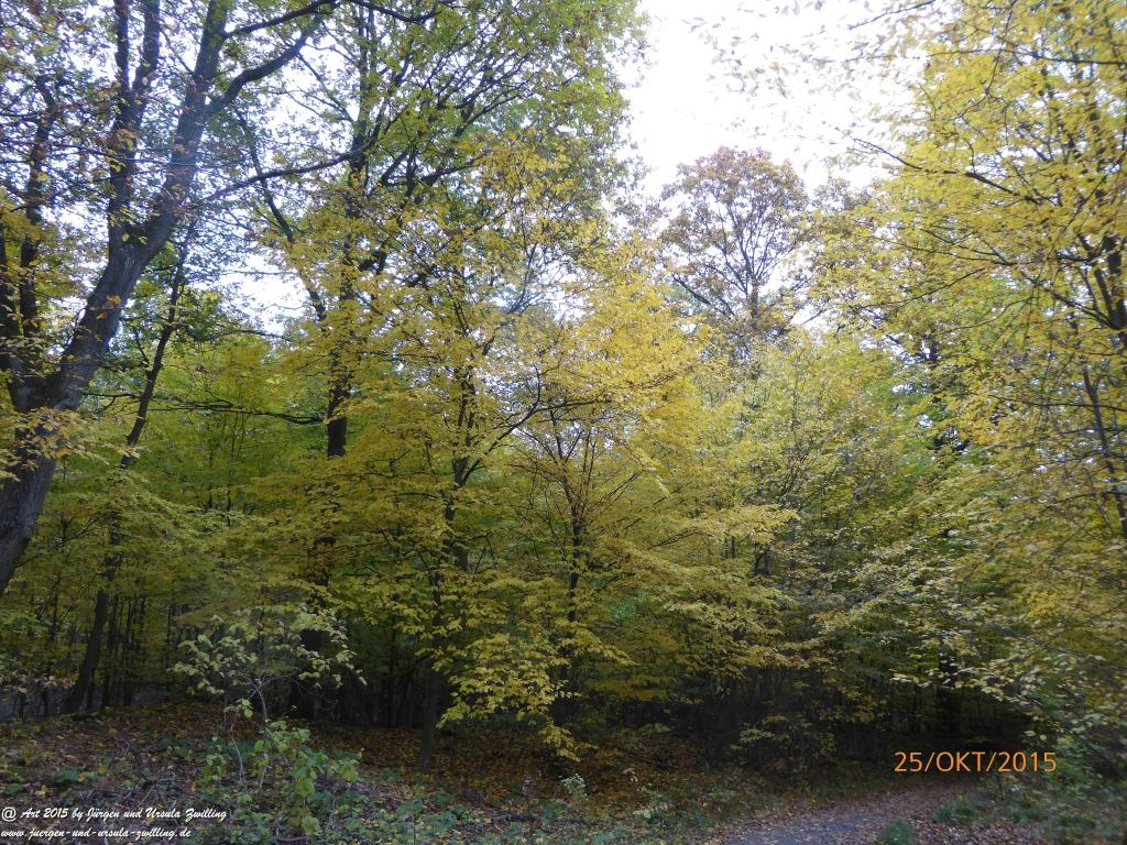  Herbst - Impressionen  im Ober Olmer Wald - Rheinhessen