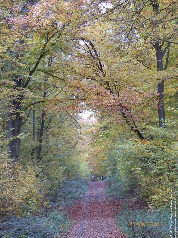  Herbst - Impressionen  im Ober Olmer Wald - Rheinhessen