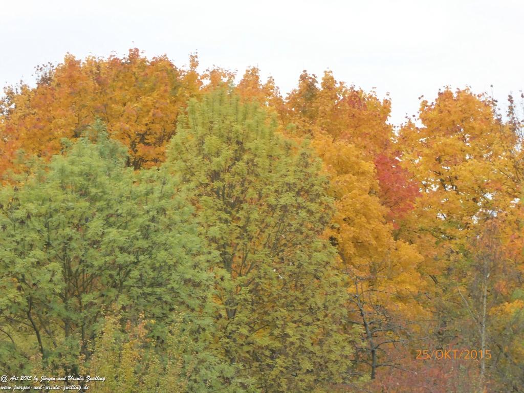 Herbst - Impressionen im Ober Olmer Wald - Rheinhessen
