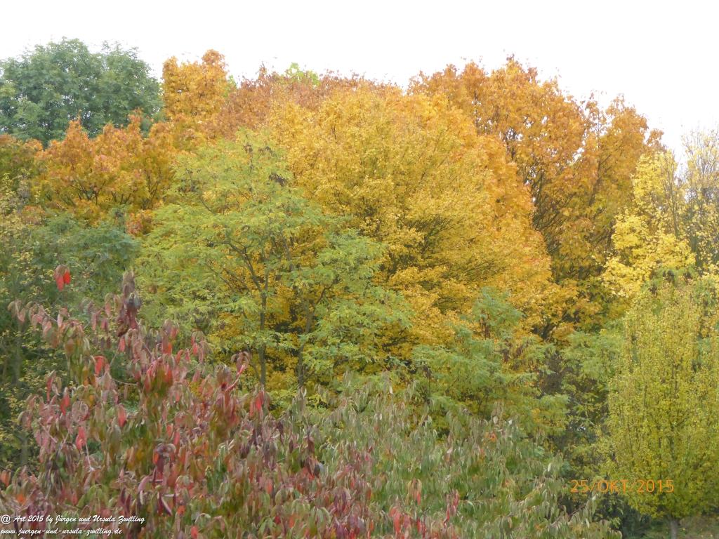 Herbst - Impressionen im Ober Olmer Wald - Rheinhessen
