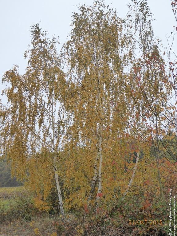 Philosophische Bildwanderung Rhein-Nahe-Schleife