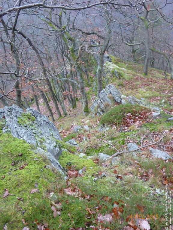 Philosophische Bildwanderung Wanderweg-Bernkasteler-Bärensteig - Seitensprung mit Weihnachtsmarkt im mittelalterlichen Bernkastel-Kues