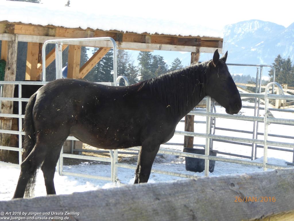 Philosophische Bildwanderung - Haflingertränke - Ellmau-Tirol - Kaisergebirge - Österreich