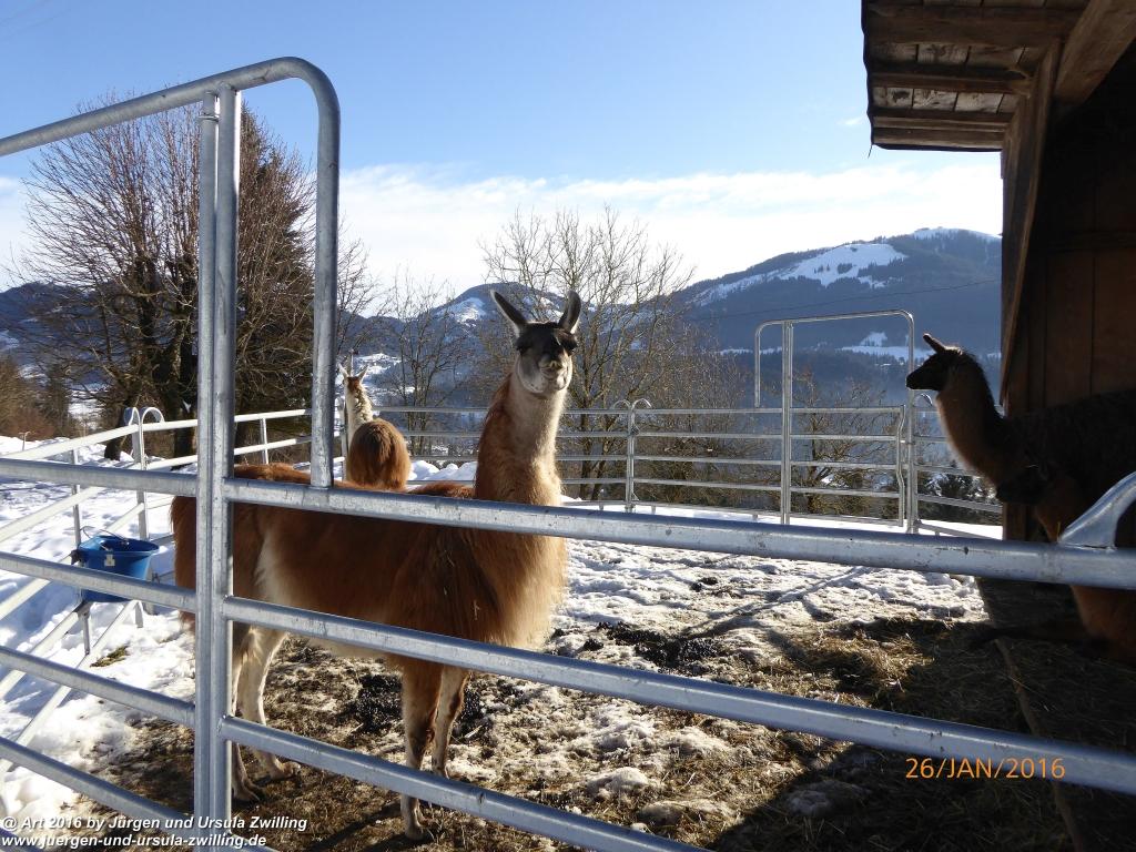 Philosophische Bildwanderung - Haflingertränke - Ellmau-Tirol - Kaisergebirge - Österreich
