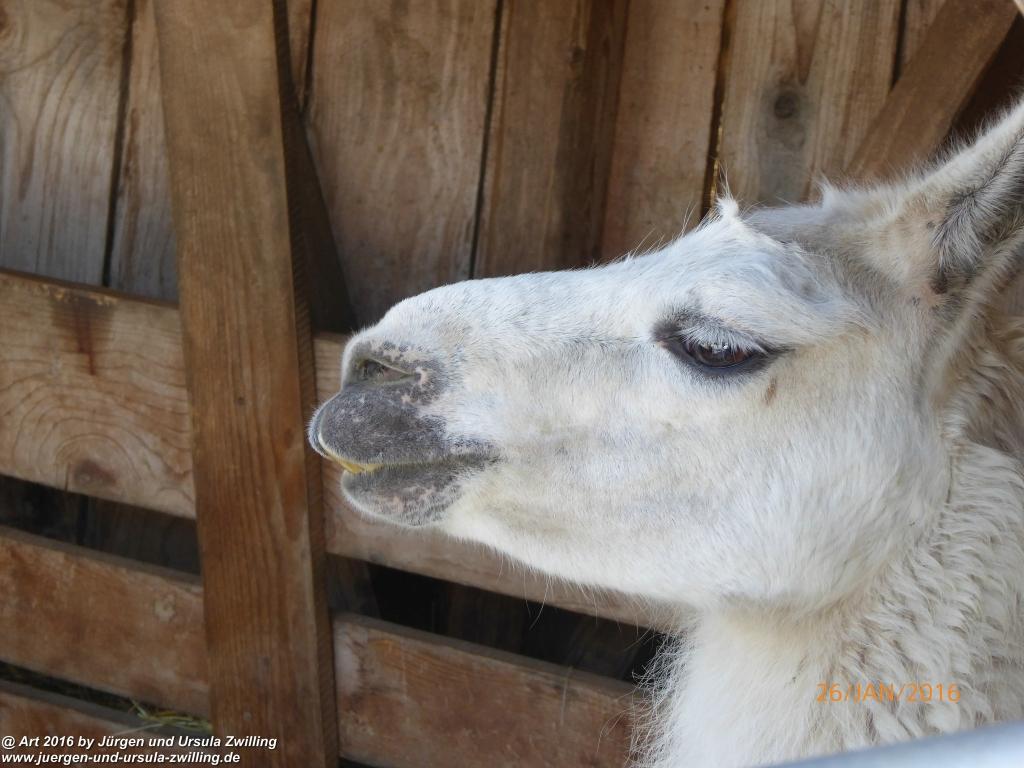 Philosophische Bildwanderung - Haflingertränke - Ellmau-Tirol - Kaisergebirge - Österreich