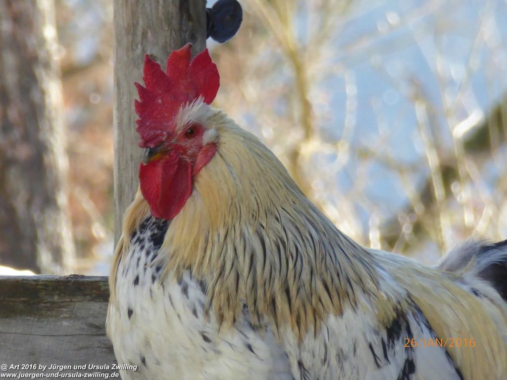 Philosophische Bildwanderung - Haflingertränke - Ellmau-Tirol - Kaisergebirge - Österreich