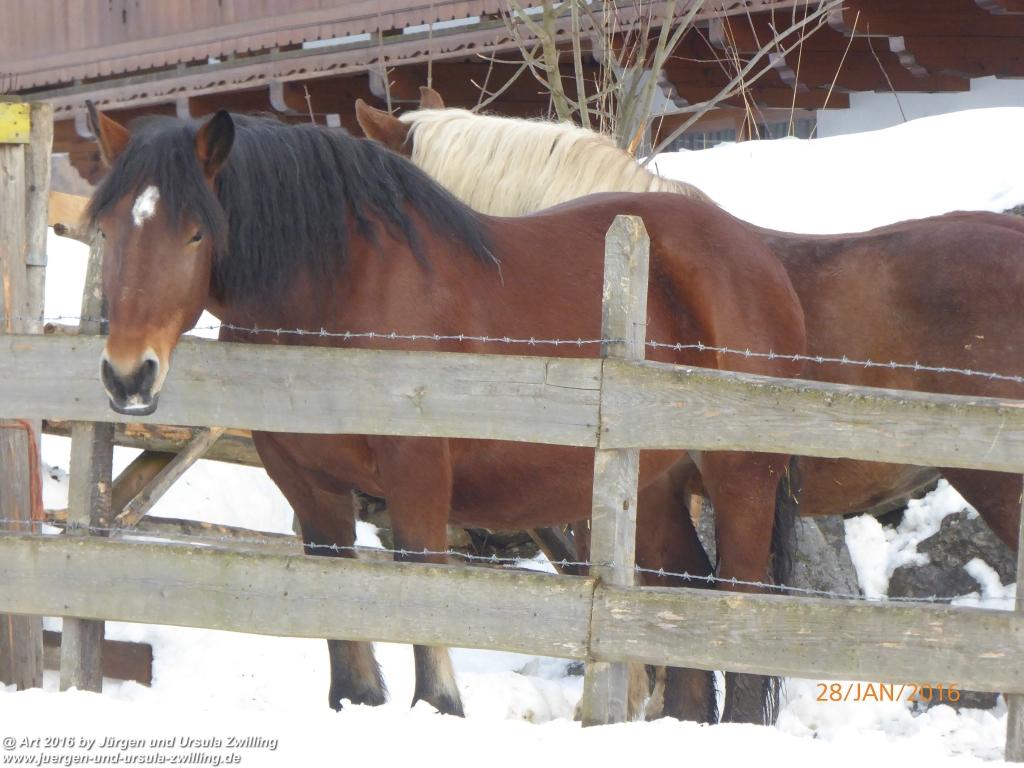 Philosophische Bildwanderung - Schneerosenweg - Scheffau - Tirol - Österreich