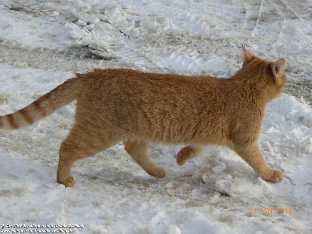 Going in Tirol - Wilder Kaiser - Österreich