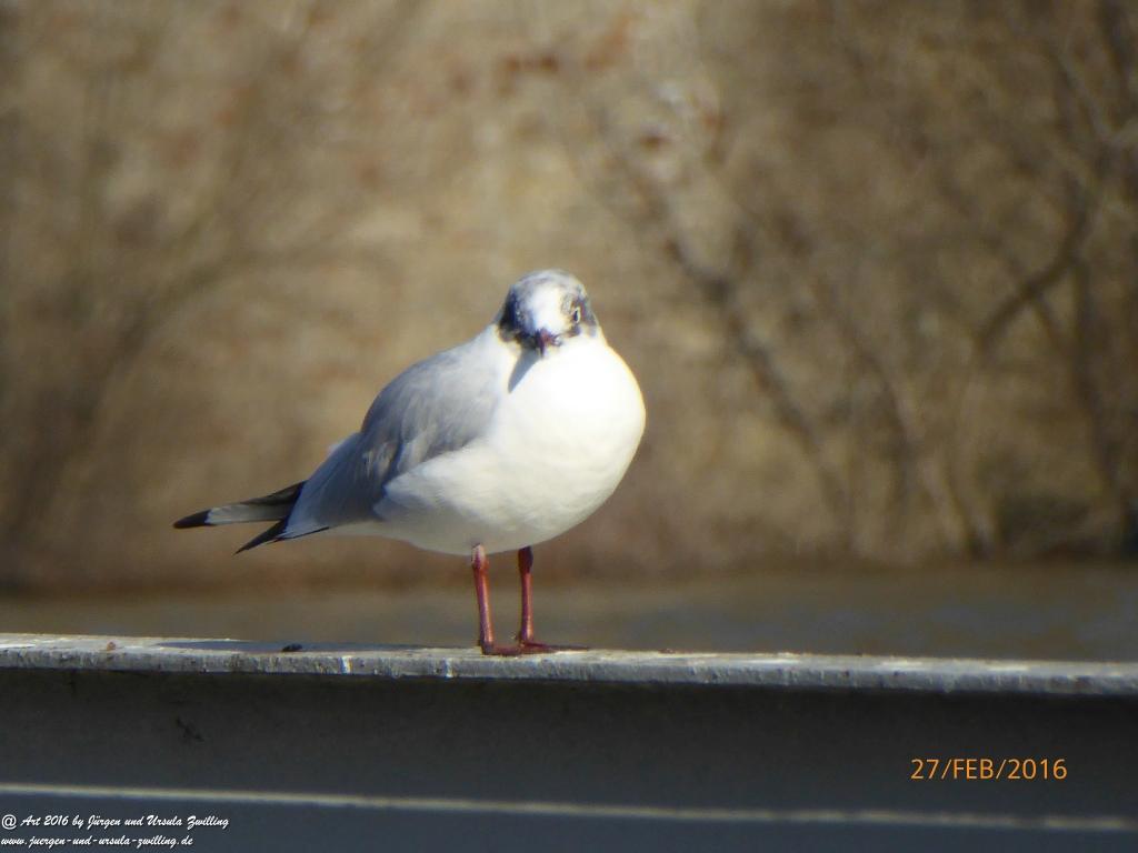 Boppard am Rhein