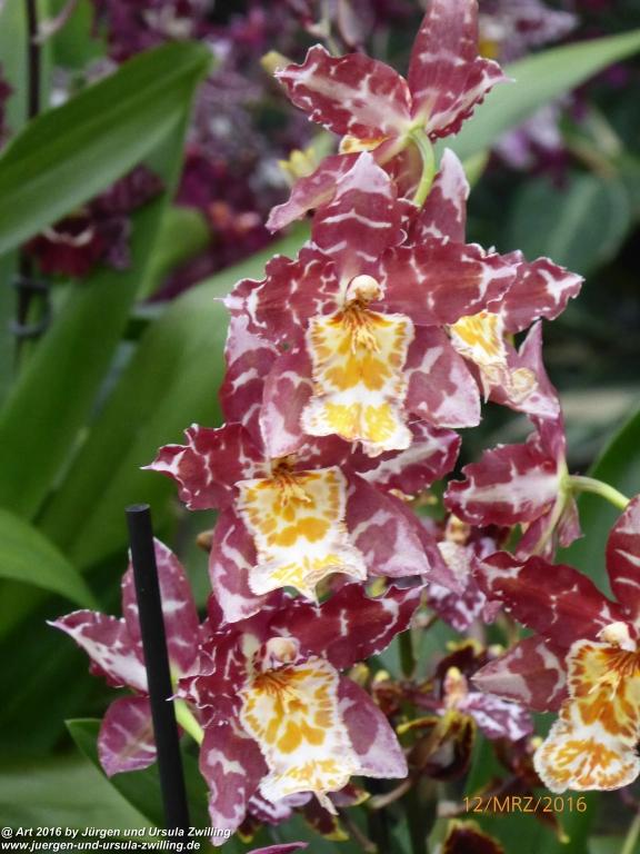 Insel Mainau - Bodensee mit Schmetterlingshaus und Orchideenausstellung