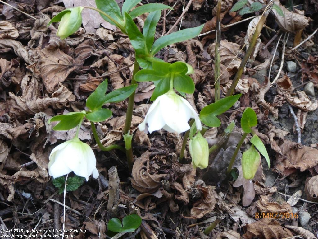 Philosophische Bildwanderung Vom-Stiegen - Öhningen nach-Stein-am-Rhein - Bodensee - Schweiz