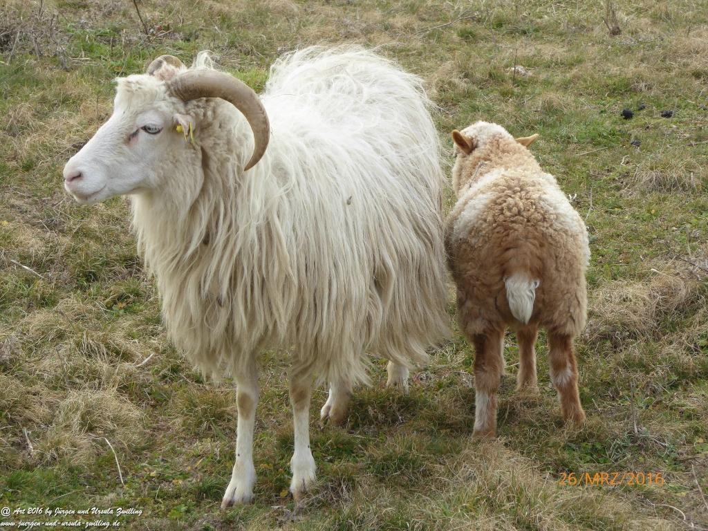 Schafsherde genießt Frühlings-start-up in Rheinhessen