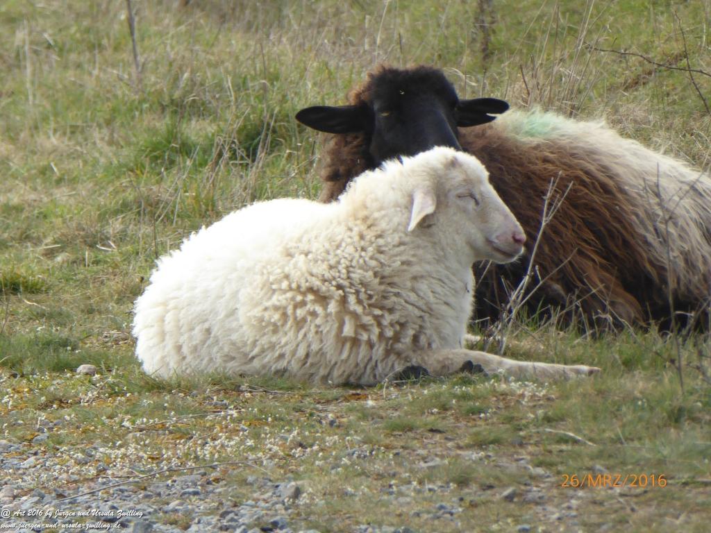 Schafsherde genießt Frühlings-start-up in Rheinhessen