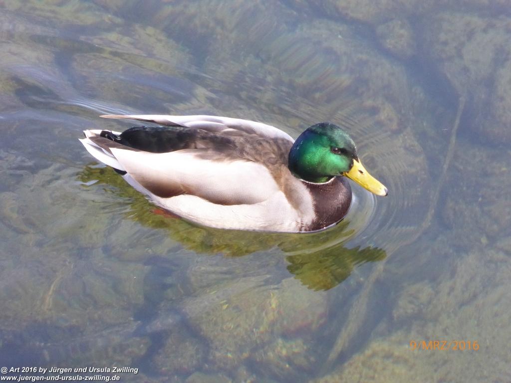 Philosophische Bildwanderung Rorschach -Staad - Landegg - Fünfländerblick - Rorschach - Appenzeller Land - Bodensee - Schweiz
