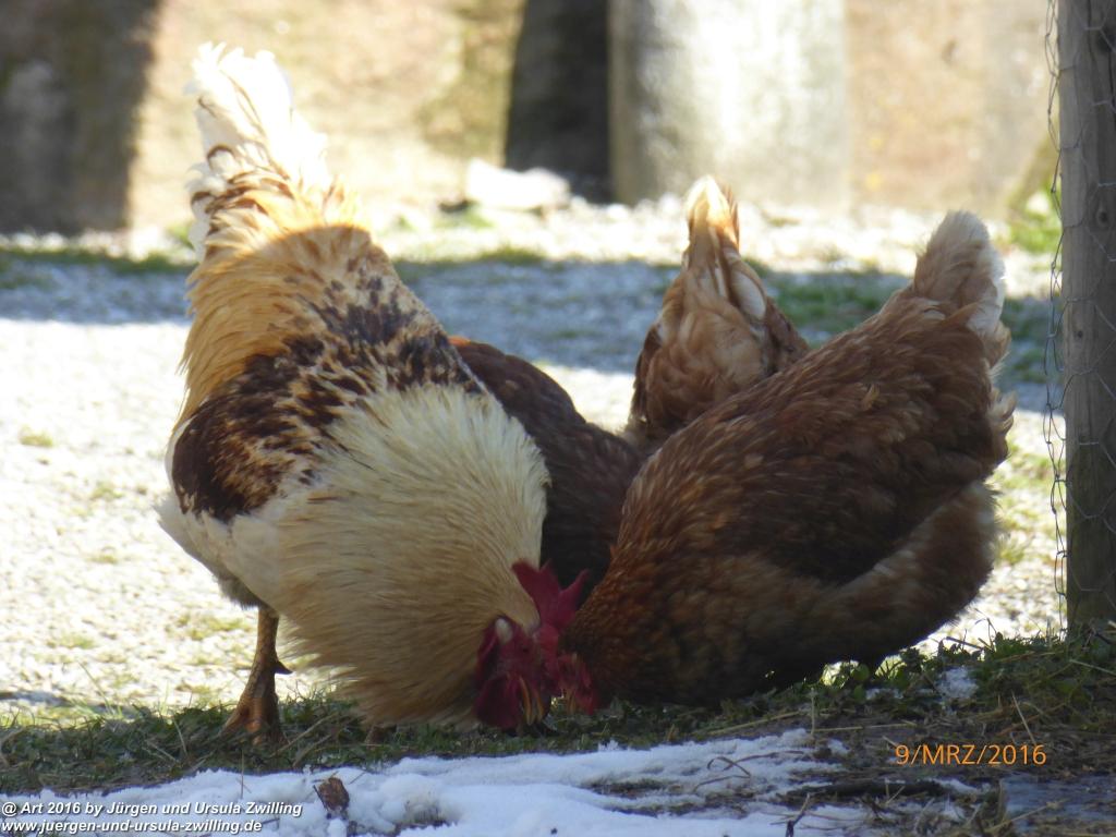 Philosophische Bildwanderung Rorschach -Staad - Landegg - Fünfländerblick - Rorschach - Appenzeller Land - Bodensee - Schweiz