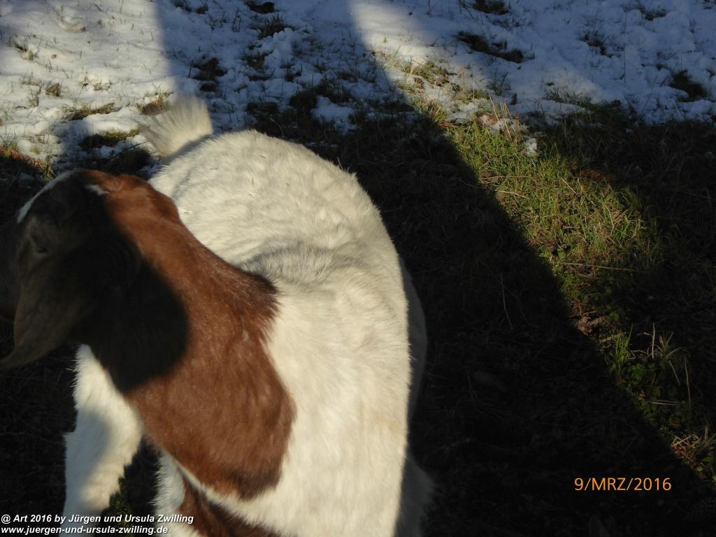 Philosophische Bildwanderung Rorschach -Staad - Landegg - Fünfländerblick - Rorschach - Appenzeller Land - Bodensee - Schweiz