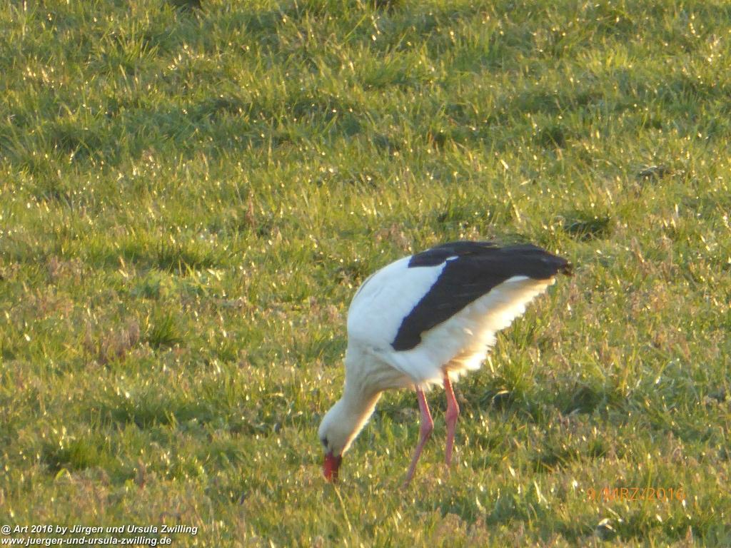 Philosophische Bildwanderung Rorschach -Staad - Landegg - Fünfländerblick - Rorschach - Appenzeller Land - Bodensee - Schweiz