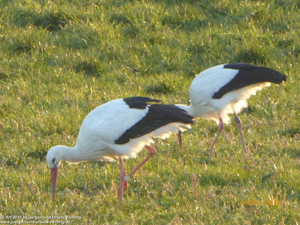 Philosophische Bildwanderung Rorschach -Staad - Landegg - Fünfländerblick - Rorschach - Appenzeller Land - Bodensee - Schweiz