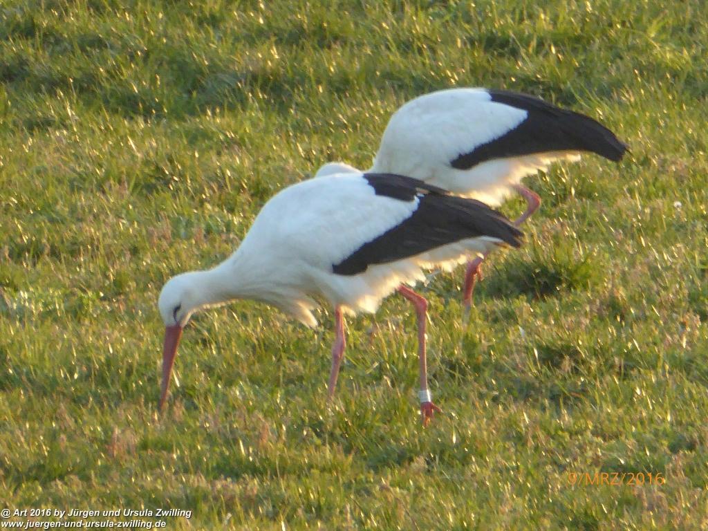 Philosophische Bildwanderung Rorschach -Staad - Landegg - Fünfländerblick - Rorschach - Appenzeller Land - Bodensee - Schweiz