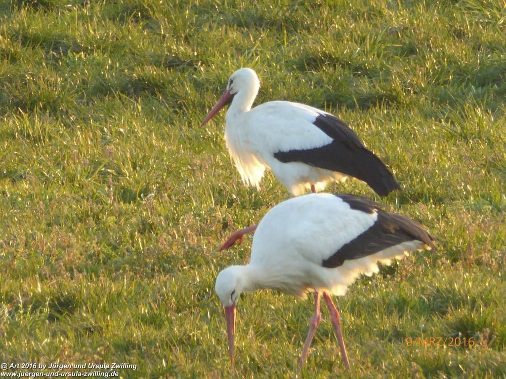 Philosophische Bildwanderung Rorschach -Staad - Landegg - Fünfländerblick - Rorschach - Appenzeller Land - Bodensee - Schweiz