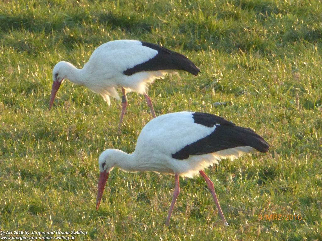 Philosophische Bildwanderung Rorschach -Staad - Landegg - Fünfländerblick - Rorschach - Appenzeller Land - Bodensee - Schweiz