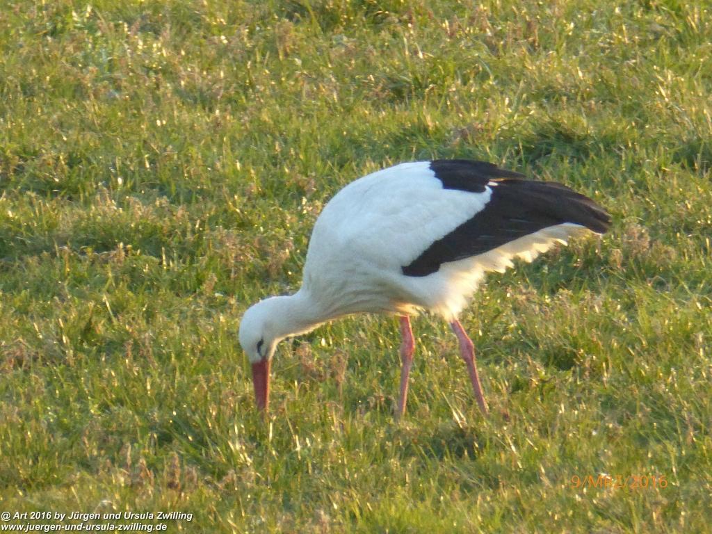 Philosophische Bildwanderung Rorschach -Staad - Landegg - Fünfländerblick -  Rorschach - Appenzeller Land - Bodensee - Schweiz