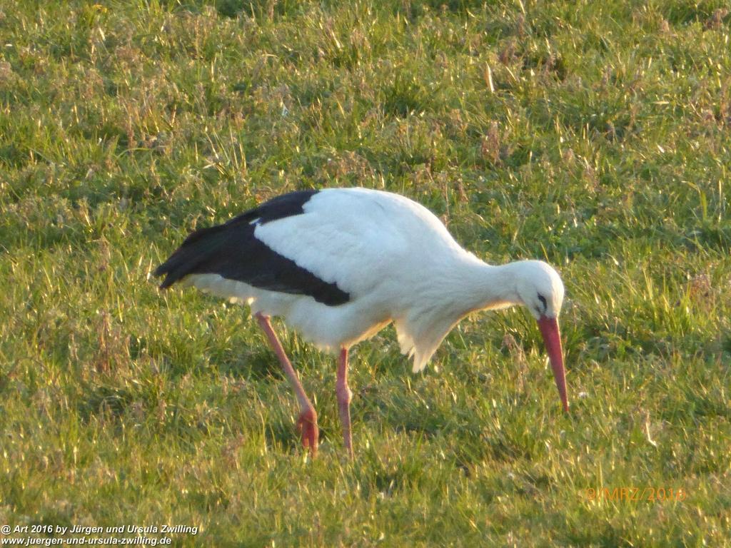 Philosophische Bildwanderung Rorschach -Staad - Landegg - Fünfländerblick - Rorschach - Appenzeller Land - Bodensee - Schweiz