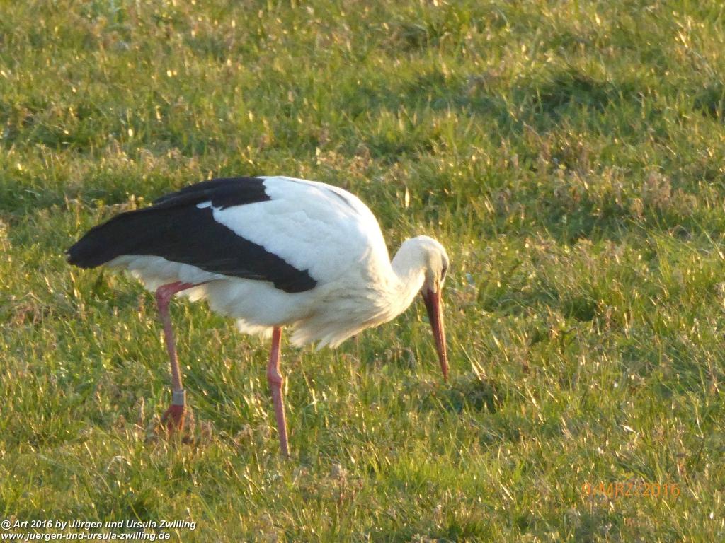 Philosophische Bildwanderung Rorschach -Staad - Landegg - Fünfländerblick - Rorschach - Appenzeller Land - Bodensee - Schweiz