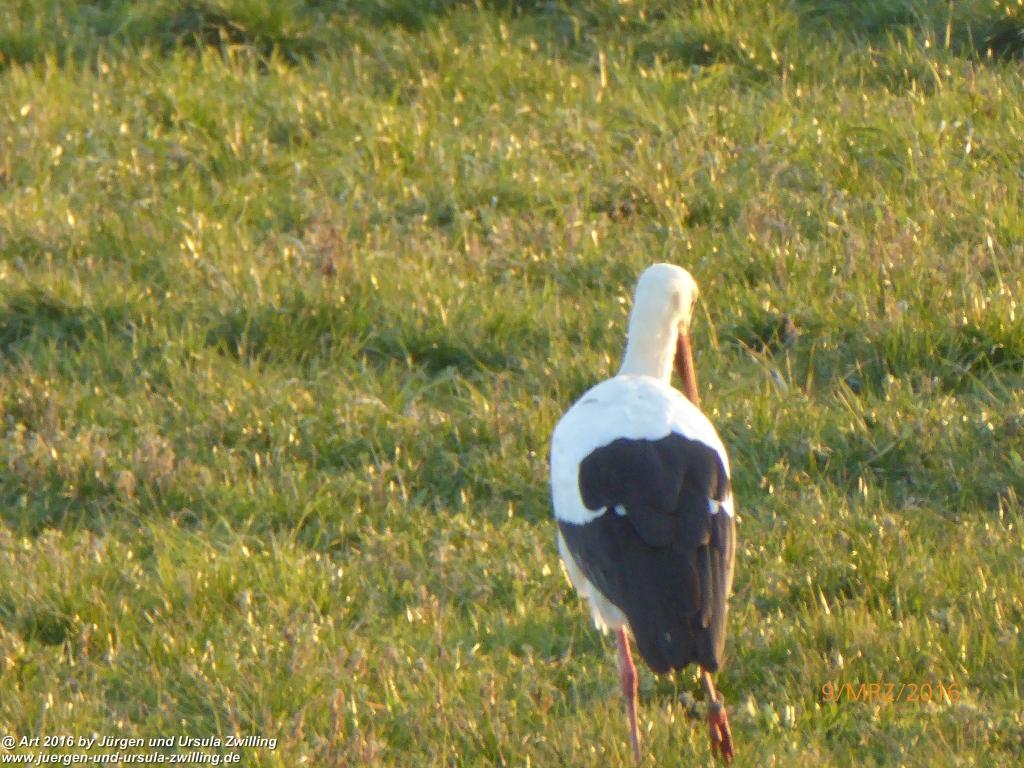 Philosophische Bildwanderung Rorschach -Staad - Landegg - Fünfländerblick - Rorschach - Appenzeller Land - Bodensee - Schweiz
